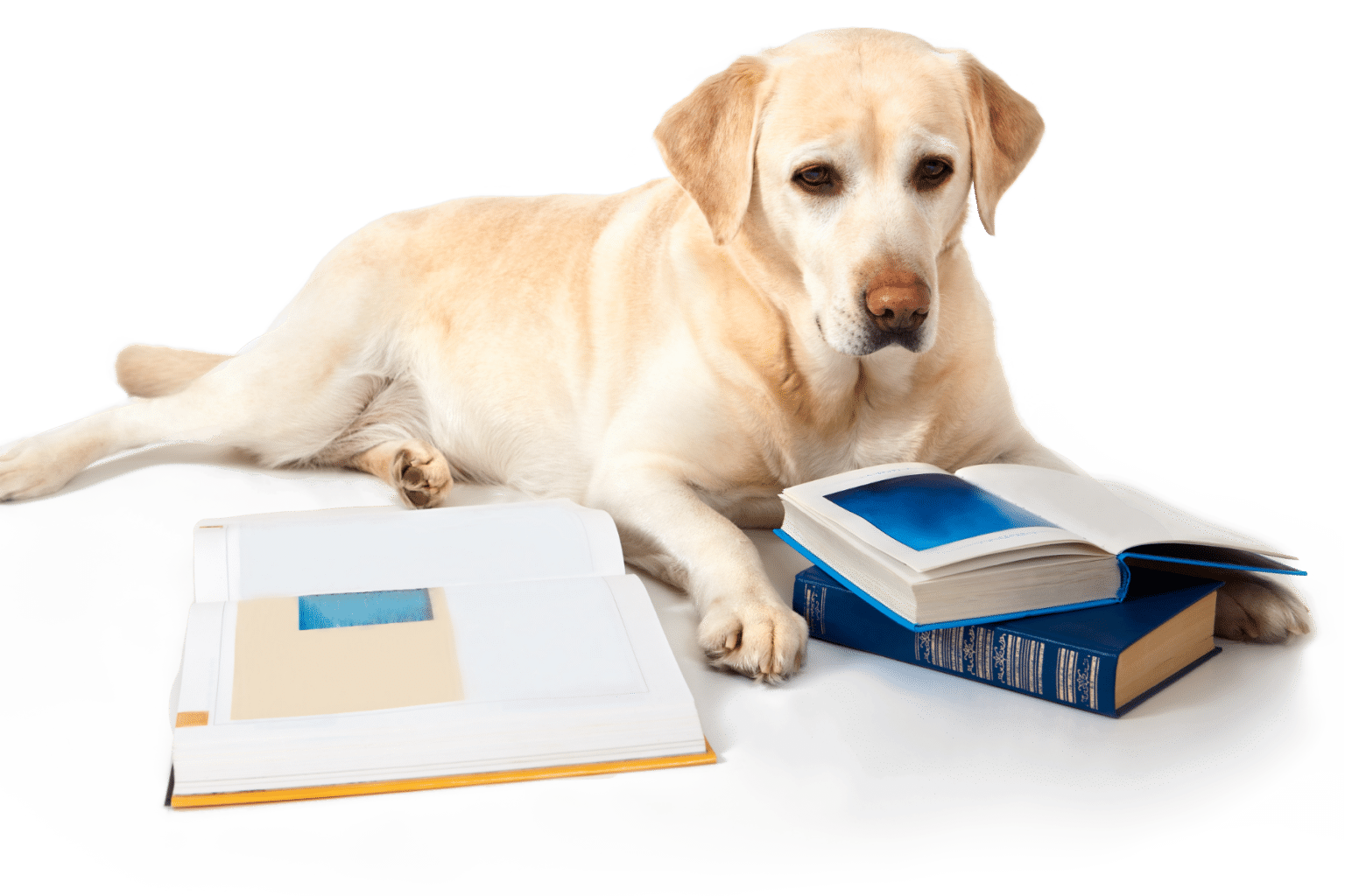 My Dog Has A Cruciate Injury What Should I Do New Life Vet