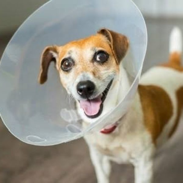 Why do I have to keep the wound dry after my dog’s surgery?