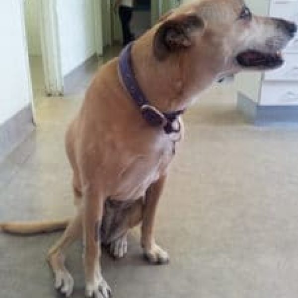 My dog has a Cruciate injury. What should I do?
