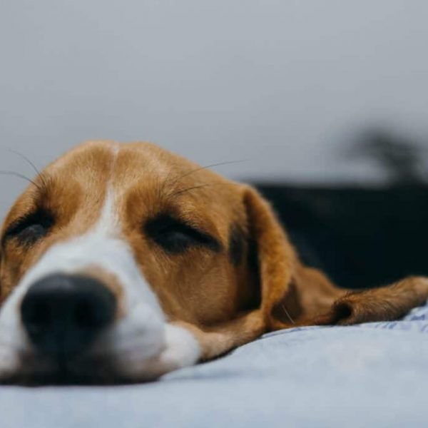 Want to do hydrotherapy for your allergic to everything dog?