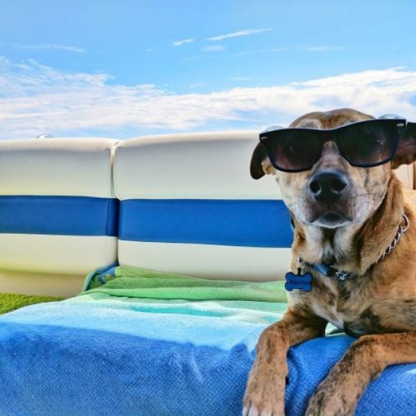 Why does my dog get tired when I take them swimming?