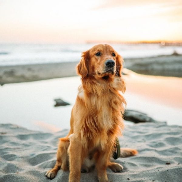 What is hip dysplasia? Physiotherapy & Exercise Physiology For Dogs - New Life Vet