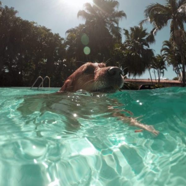 What if my dog is afraid of water? Physiotherapy & Exercise Physiology For Dogs - New Life Vet