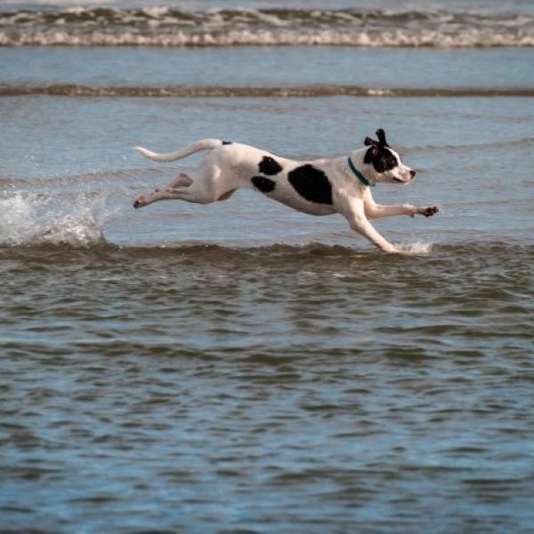 Walking in...or on water. Physiotherapy & Exercise Physiology For Dogs - New Life Vet